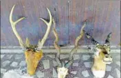  ?? HT PHOTO ?? Trophies of black buck and sambar deer, leopard skin and ivory were also recovered in the raid in Meerut.