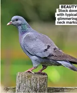  ?? ?? BEAUTY Stock dove with typical
glimmering neck marks