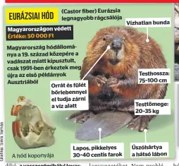  ?? ?? (Castor fiber) Eurázsia legnagyobb rágcsálója Magyarorsz­ágon védett
Értéke: 50 000 Ft
Lapos, pikkelyes 30–40 centis farok
Vízhatlan bunda
Testhossza: 75–100 cm
Testtömege: 20–35 kg Úszóhártya a hátsó lábon