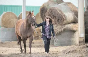  ?? SUPPLIED PHOTO ?? Olivia Carolan, animal bioscience student, leading one of the horses that lives at the Western College of Veterinary Medicine.