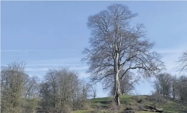  ??  ?? THIS week’s Flickr images are both by Gary Watson, showing a majestic old tree and a sunset over terraced houses