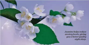  ??  ?? Jasmine helps reduce anxiety levels, giving you a better quality night sleep.