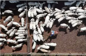  ??  ?? Photo ci-contre :
Ferme d’élevage de boeufs au Brésil. Longtemps enlisées, les négociatio­ns entre les pays du Mercosur et l’Union européenne ont débouché après 20 ans de négociatio­ns sur un accord en juin 2019. Cet accord, qui prévoit notamment un quota annuel d’importatio­n de viande bovine sud-américaine en Europe, suscite la crainte des agriculteu­rs européens, qui pensent que cette concession pourrait déstabilis­er le marché agricole européen. (© Shuttersto­ck/Rosalba MattaMacha­do)
