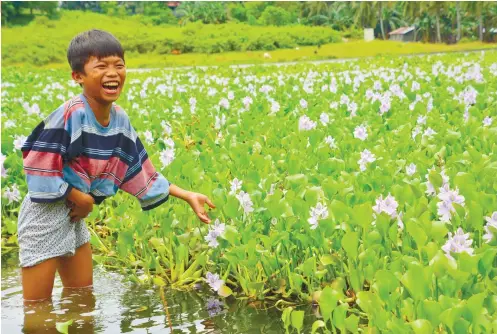  ?? SUNSTAR FOTO / ALLAN CUIZON ?? AT PLAY IN A FIELD OF FLOWERS. Two boys who were sent to gather tangkong may have inadverten­tly spread some water hyacinths in a slough or marsh in Barangay Looc, Danao City.