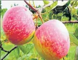  ?? (HT PHOTOS) ?? Apples growing in Rudra Pratap’s orchard.