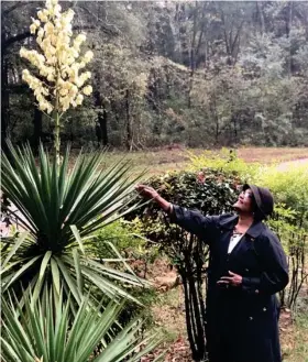  ?? (Photo by Briana Rucker, SDN) ?? Lois Young loves to garden but was surprised when she saw that one of her many cactus plants were in full bloom. Young said usually the plants bloom from June-August or skip a year, but blooming in November is rare as long as she has lived there.