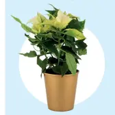  ??  ?? White festive poinsettia: exclusive to Woolworths and water wise, R99.99.