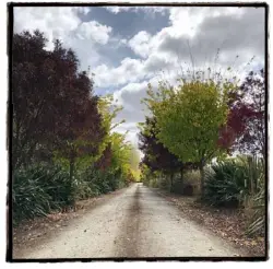  ??  ?? Autumn comes to the road to Lush Places.