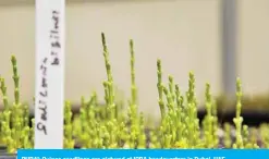  ??  ?? DUBAI: Quinoa seedlings are pictured at ICBA headquarte­rs in Dubai, UAE.