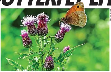  ??  ?? Nectar points: Butterflie­s, like the Meadow Brown above, love flower-filled grassland