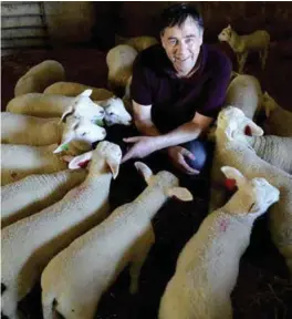  ?? GEIR SVEEN ?? De fleste lammene er nå kommet. Han pleier å få rundt 550 lam i året.