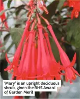  ??  ?? ‘Mary’ is an upright deciduous shrub, given the RHS Award of Garden Merit