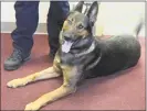  ?? Cassandra Day / Hearst Connecticu­t Media ?? Middletown police K-9 Koda.