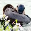  ?? PHOTO BY RICHARD DRAKE ?? River otters can sometimes be seen at the Las Gallinas Ponds.