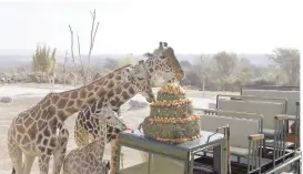  ?? ?? l En medio de un festín, la jirafa ‘Benito’conoció a su manada en Africam Safari, ubicado en Puebla.