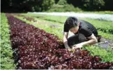  ??  ?? Yuya Shibakai working at his organic vegetable farm in Inzai, Chiba prefecture.