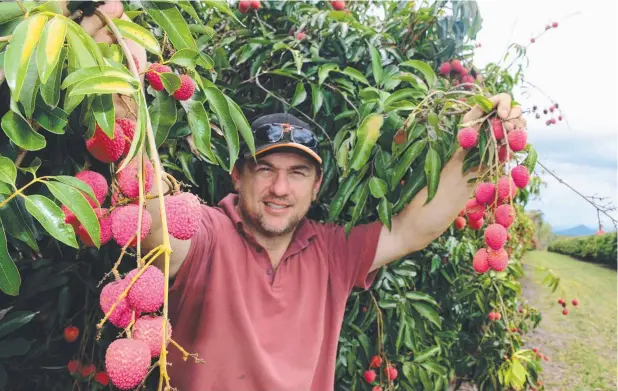  ?? Picture: JOHN ANDERSEN ?? SWEET DEAL: Mareeba lychee grower Marcello Avolio has been sending plenty of his produce to the US.