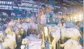  ?? HT FILE/PRATIK CHORGE ?? Traders from Rajasthan wait for customers to buy goats ahead of Bakrid in Mumbai.
