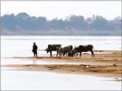  ?? HENG CHIVOAN ?? A man brings his cows to the Mekong River in Kratie province.