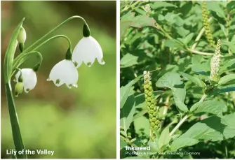  ??  ?? Lily of the Valley Inkweed Photo: Kim & Forest Starr, Wikimedia Commons