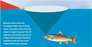  ??  ?? Because of the refraction (bending) of light rays entering water, only objects that protrude above an angle of greater than 10 degrees on the water surface are visible in the window. Therefore, anything in the red area is not visible in the trout’s window