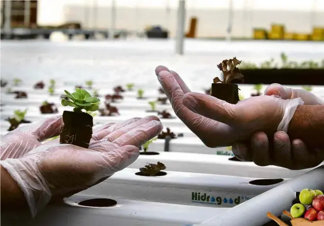  ?? Divulgação ?? Mudas de alface baby da fazenda urbana Be Green, em Belo Horizonte