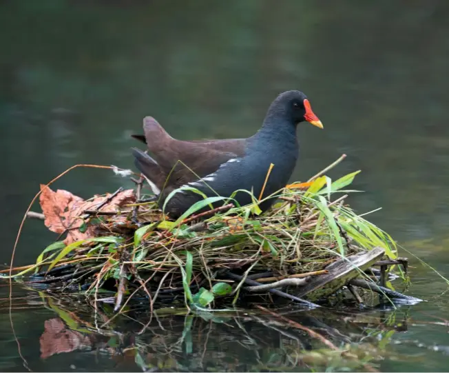  ??  ?? A moorhen, Gallinula chloropus, sits on its large, somewhat messy, basket-like nest, made from broad leaves, grasses and aquatic plants.