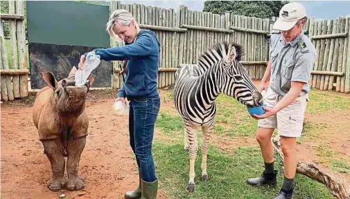  ?? Fotos: dpa ?? Nashornbab­y Daisy und Zebrababy Modjadji trinken ihre Milch immer zusammen.