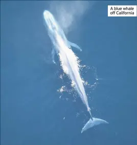  ??  ?? A blue whale off California