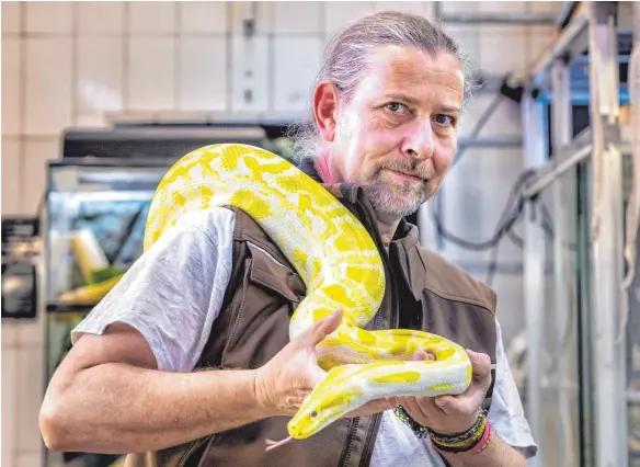  ?? FOTO: HANS-RUDOLF SCHULZ ?? Der Herr der Schlangen: Markus Baur, Leiter der Auffangsta­tion, mit einer gelben Python.