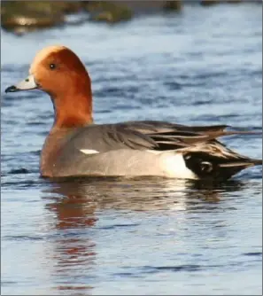  ??  ?? A wigeon similar to the one detected with a strain of avian bird flu in Wexford town.