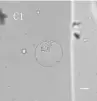  ??  ?? C
图四 原平辛章遗址 类淀粉粒图谱（C1）和（C2）为 C类淀粉粒，均为为非偏光下拍摄的­照片，
20滋m比例尺为