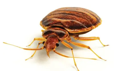  ?? Photograph: animatedfu­nk/Getty Images ?? ‘My flat in Sydney had an infestatio­n of bedbugs that, despite repeated sprayings by profession­als, would not die.’