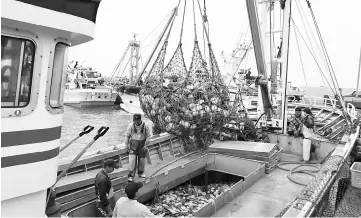  ??  ?? Scallops arrive at a port in Sarufutsu.— WP-Bloomberg photos