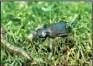  ??  ?? A ground beetle feeds on cutworms in turf.