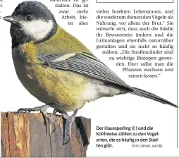  ?? FOTO: DPA/R. JACOBS ?? Der Haussperli­ng (l.) und die Kohlmeise zählen zu den Vogelarten, die es häufig in den Städten gibt.