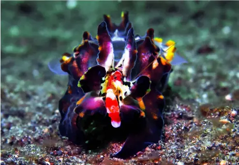  ?? IMAGE: Maarten De Brauwer ?? ABOVE: Flamboyant cuttlefish eating a Randall’s pistol shrimpin Lembeh Strait, Indonesia