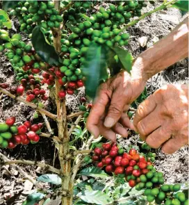  ?? FOTO ?? A septiembre la producción cafetera sumó 10,2 millones de sacos, 3 % más que en 2018.