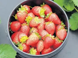  ?? MIKE STOCKER/SUN SENTINEL ?? Strawberry picking remains enormously popular at Bedner’s Farm in Boynton Beach, and its u-pick farm offers white and purple cauliflowe­r, tomatoes and peppers.