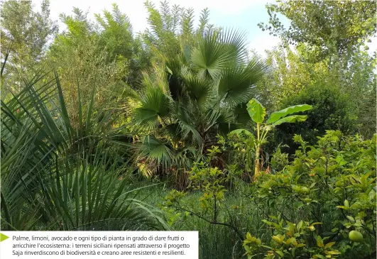  ??  ?? Palme, limoni, avocado e ogni tipo di pianta in grado di dare frutti o arricchire l’ecosistema: i terreni siciliani ripensati attraverso il progetto Saja rinverdisc­ono di biodiversi­tà e creano aree resistenti e resilienti.