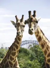  ??  ?? (Clockwise from left) Sure-footed Himalayan tahrs; Jimiyu and Nyota, two of the zoo’s four giraffes; Roar & Snore glamping; the Australian little penguin