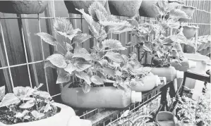  ?? — Gambar Bernama ?? KITAR SEMULA: Antara barangan kitar semula yang dijadikan bekas bagi tanaman pokok dan sayuran yang ditanam oleh sukarelawa­n yang juga penduduk PPR ketika tinjauan di Projek Perumahan Rakyat (PPR) Wangsa Sari, Wangsa Maju, Kuala Lumpur semalam.