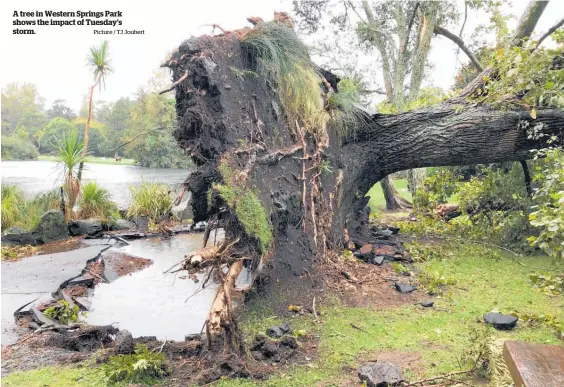  ?? Picture / TJ Joubert ?? A tree in Western Springs Park shows the impact of Tuesday’s storm.