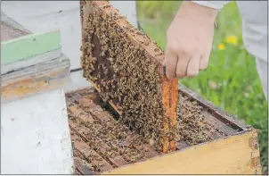  ??  ?? A hive at a blueberry farm in Pitt Meadows. As well as making honey, bees play a vital role in the province’s agricultur­e.