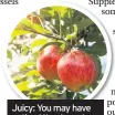  ??  ?? Juicy: You may have noticed the June drop, where apples topple from their trees