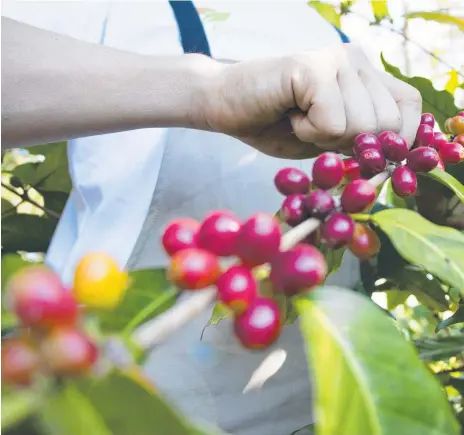  ??  ?? The Green Lane Coffee Plantation red ‘cherries’ each has a precious cargo – two coffee beans.