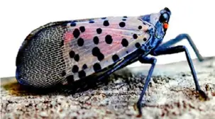  ?? Lawrence Barringer/Pennsylvan­ia Department of Agricultur­e ?? Internatio­nal researcher­s are looking for ways to beat the spotted lanternfly.