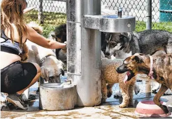  ?? RICHARD VOGEL AP ?? A dog walker gives water from a fountain to her pack of dogs at a park in Van Nuys on Thursday as temperatur­es soared throughout Southern California. Ocotillo Wells and Palm Springs hit a high of 123 degrees.