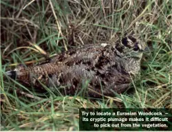  ??  ?? Try to locate a Eurasian Woodcock – its cryptic plumage makes it difficult to pick out from the vegetation.