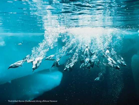  ??  ?? Thick-billed Murres (Guillemots) diving offshore Nunavut